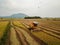 Aerial view harvester in rice paddy field.