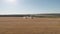 Aerial view on the harvesters working on the large wheat field. Harvesting agricultural golden ripe wheat on the field