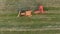 Aerial view harvesting agricultural machinery.