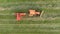 Aerial view harvesting agricultural machinery.