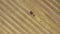 Aerial view of haymaking processed into round bales. Red tractor works in the field