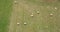 Aerial view Haystacks on the harvest fields in summertime, Zdencina, Croatia