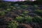 Aerial view of heathers at sunset, South Australia