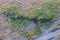 Aerial view of a herd of African buffalo (Syncerus caffer) in a grassy field under a cloudy sky