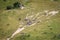 Aerial view of a herd of Blue wildebeest.