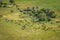 Aerial view of a herd of Buffaloes.