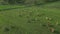 Aerial view of herd of cows on grazing