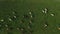 Aerial view of herd of cows on grazing