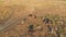 Aerial view of a Herd of Cows Grazing in the Ukrainian Village on Countryside