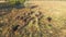 Aerial view of a Herd of Cows Grazing in the Ukrainian Village on Countryside