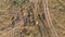 Aerial view of a Herd of Cows Grazing in the Ukrainian Village on Countryside