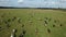 Aerial view of herd of cows at summer green field