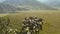 Aerial view of herd of mountain goats in the grassy landscape in Leenane countryside,