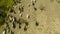 Aerial view of herd of mountain goats in the grassy landscape in Leenane countryside,