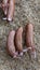 An aerial view of a herd of pigs foraging in their pen