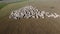 Aerial view of a herd of sheep on farm at New Zealand