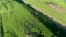 Aerial view of herd of sheep grazing in a meadow. Transylvania, Romania