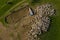 Aerial view of herd of sheep grazing near a sheepfold