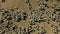 Aerial view of herd of sheep moving randomly on a dry grazing