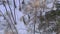 Aerial view of a herd of wild deer in a snow-covered forest in the Siberian nature reserve Stolby, Krasnoyarsk.