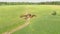 Aerial view of a herd of young horses grazing on a green meadow