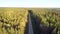 Aerial view highway with driving car among high pine forest