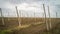 Aerial view on hops field. Field of hops after harvesting.