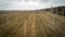 Aerial view on hops field. Field of hops after harvesting.