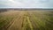 Aerial view on hops field. Field of hops after harvesting.