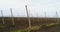 Aerial view on hops field. Field of hops after harvesting.