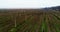 Aerial view on hops field. Field of hops after harvesting.