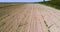 Aerial view on hops field. Field of hops before harvesting.