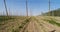 Aerial view on hops field. Field of hops before harvesting.