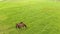 Aerial view:Horses grazing on the field