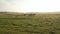 Aerial view horses herd peacefully grazing at sunset in grassland in icelandic countryside. Birds eye view of wild