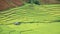 Aerial view of house at rice field terraces