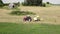 Aerial view how tractor making bales