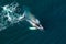 Aerial view of huge humpback whale, Iceland