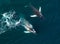 Aerial view of huge humpback whale, Iceland