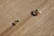 An aerial view of an Idaho potato harvest.