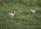 Aerial view of impala running through water