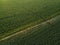 Aerial view of irrigation equipment watering green soybean crops