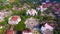 Aerial view of islamic star field architecture of some university in Yogyakarta in the month of Ramadan