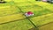 Aerial view of isolated house in golden paddy field