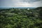 Aerial view on the jungle forest with Maya pyramids reaching out at Tikal , Peten, Guatemala
