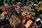 Aerial view of Kaysersberg, France