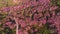 Aerial view of landscape Beautiful Wild Himalayan Cherry Blooming pink Prunus cerasoides flowers