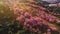 Aerial view of landscape Beautiful Wild Himalayan Cherry Blooming pink Prunus cerasoides flowers