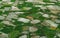 Aerial view landscape, Green rice field pattern in rural area