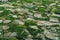 Aerial view landscape, Green rice field pattern in rural area